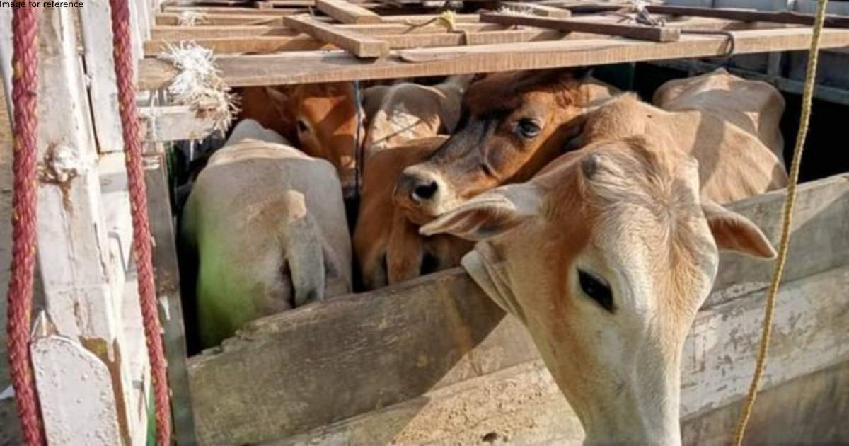 Four held for cattle smuggling in Assam